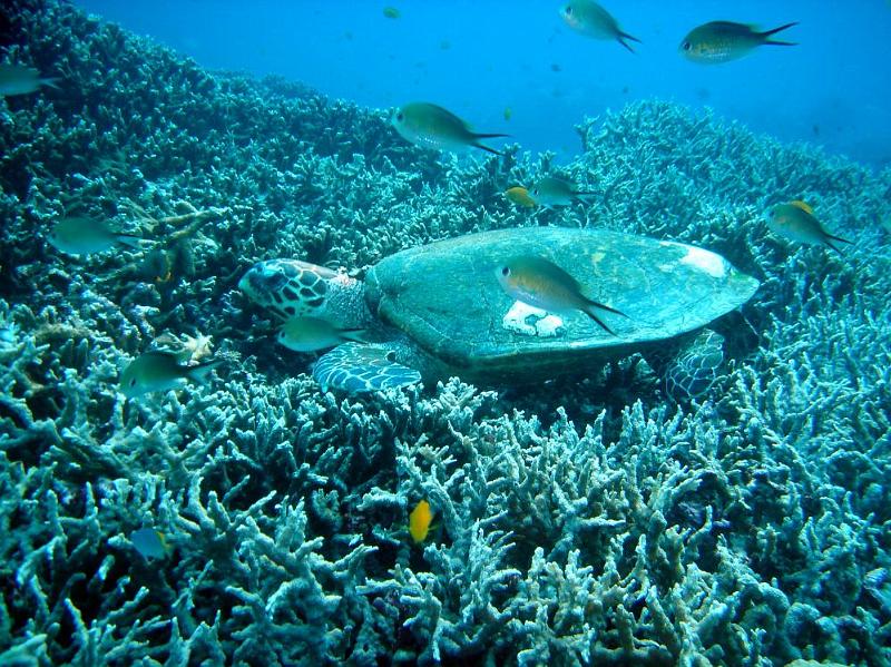 SIMILAN nov  2008 .PHOTO PHILIPPE (46).JPG